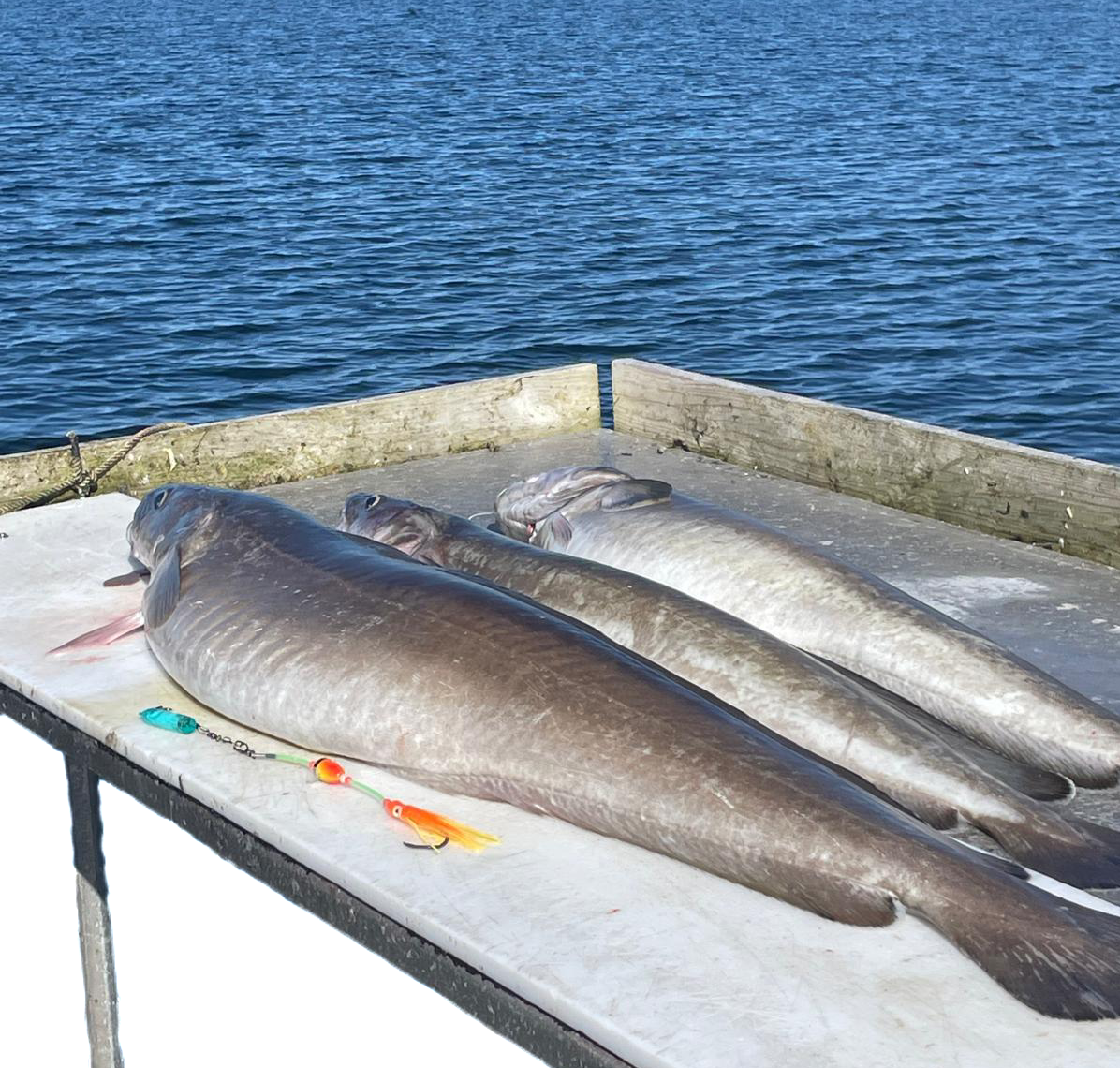 Laude-Fishing Steinbeißer- Seehecht-Leng und Co. Limited Spin n Glo Pilksystem – Bild 3