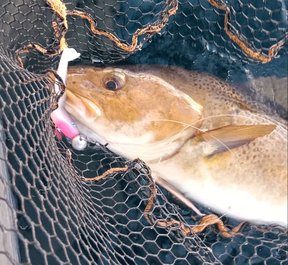 Norwegen Shiner - Forelle Snakeskin UV 16,5 cm 3 Stück – Bild 3