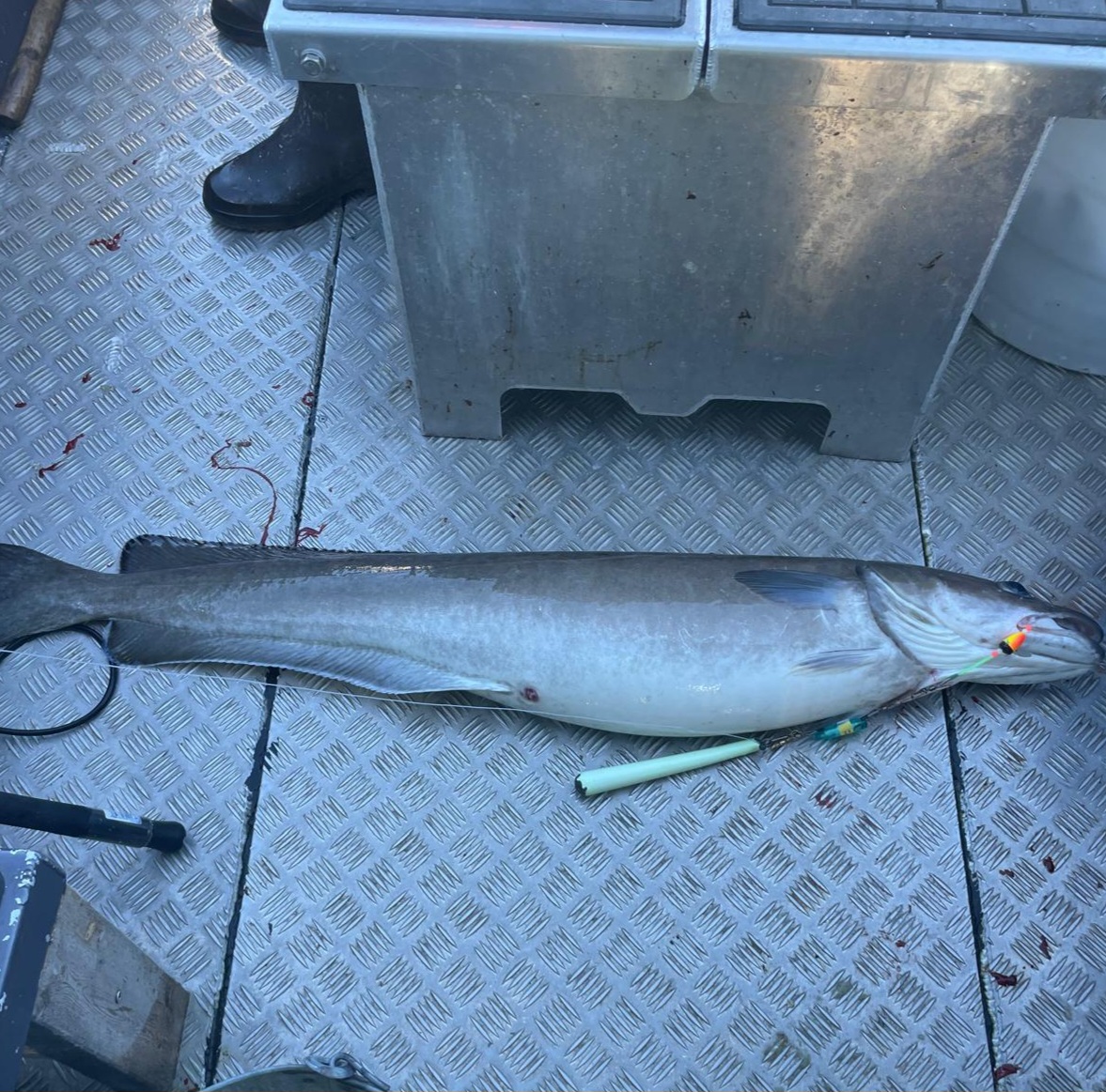 Laude-Fishing Steinbeißer- Seehecht-Leng und Co. Limited Spin n Glo Pilksystem – Bild 4