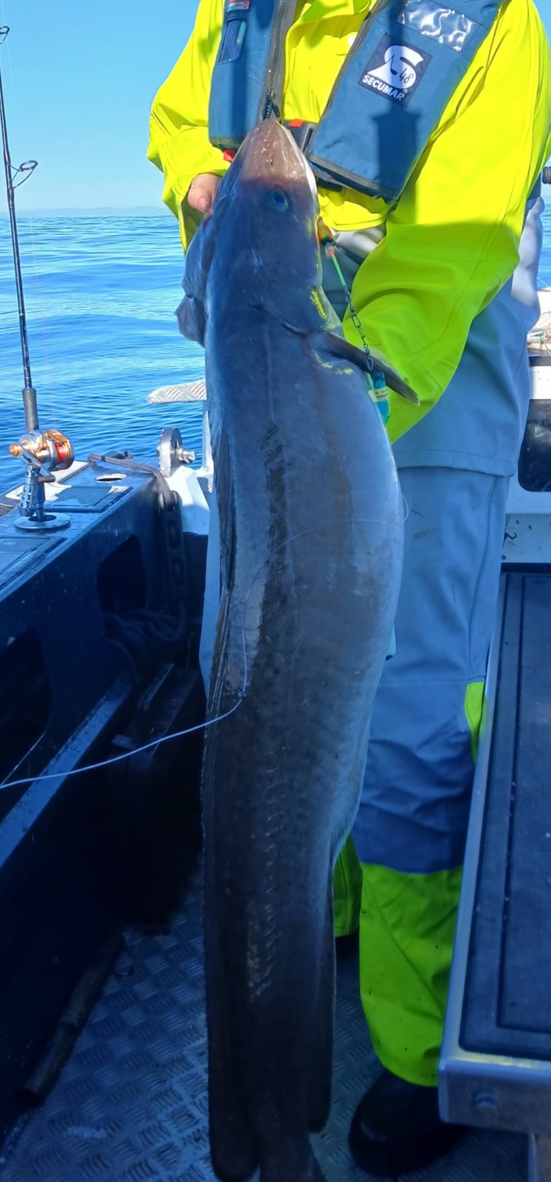 Laude-Fishing Steinbeißer- Seehecht-Leng und Co. Limited Spin n Glo Pilksystem – Bild 6